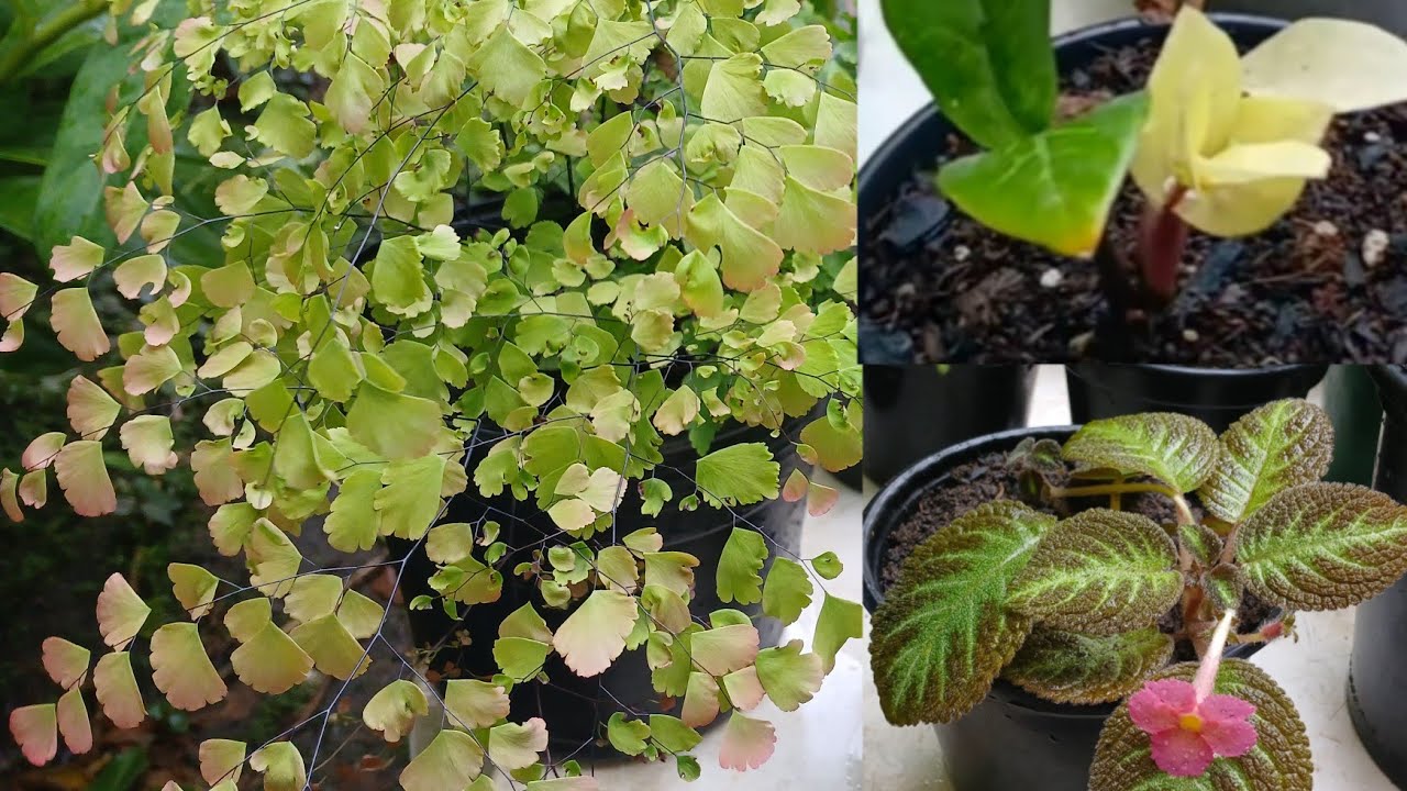 Comprei Muitas PLANTAS LINDAS! Vou  Falar Quanto Custou Cada Uma!