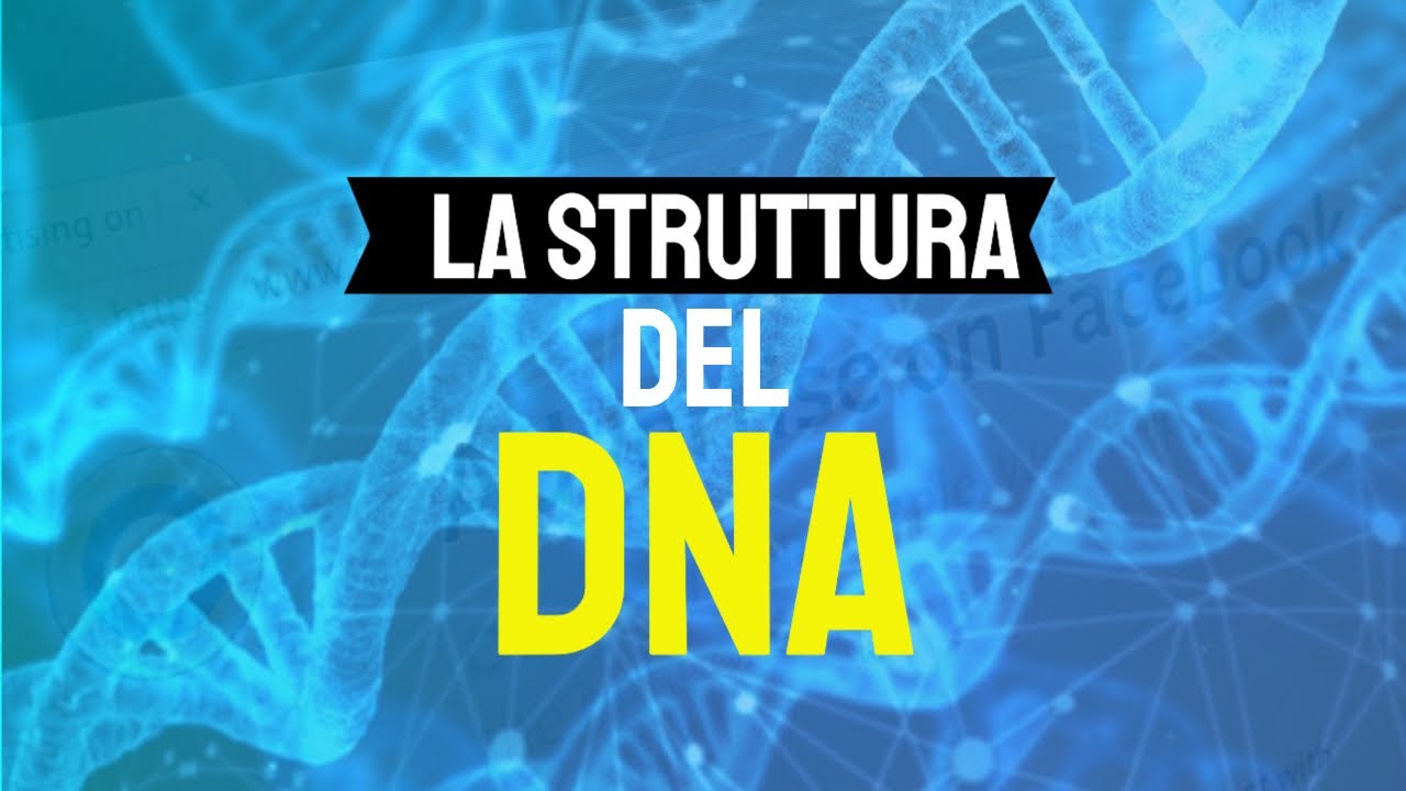 La struttura del DNA 🧬