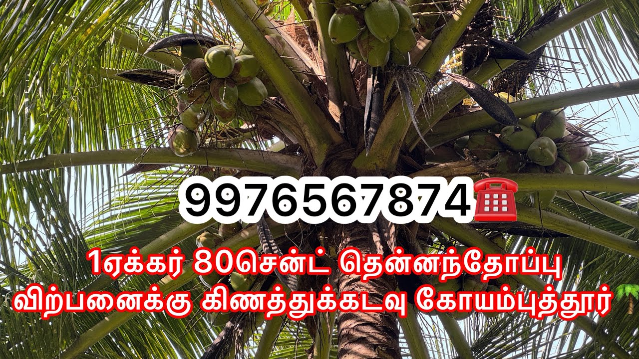 #224)😱👌அழகான 1ஏக்கர்80சென்ட் தென்னந்தோப்பு விற்பனைக்கு கிணத்துக்கிடவு கோயம்புத்தூர்#landforsale#farm
