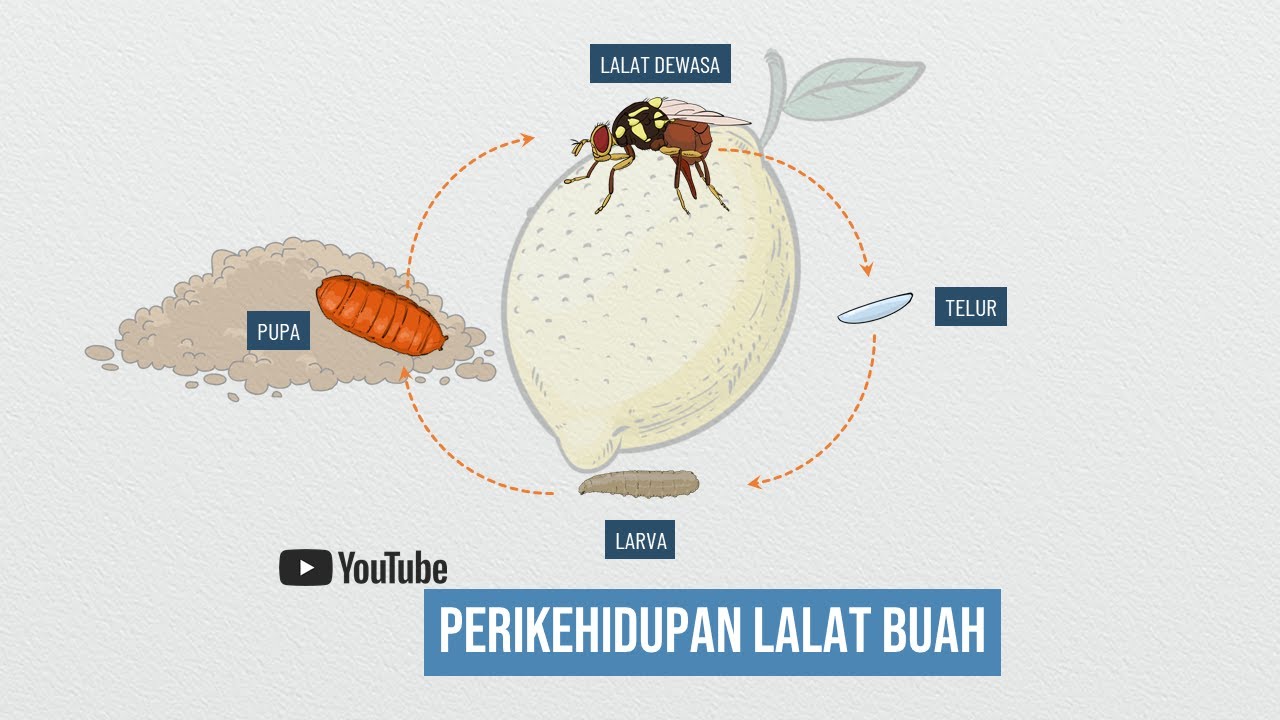 Perikehidupan Lalat Buah Hama