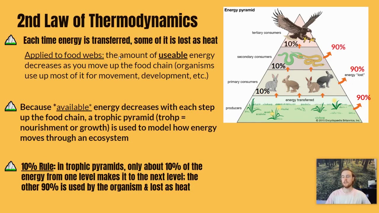 APES Notes 1.9 & 1.10 - Trophic Levels & The 10% Rule