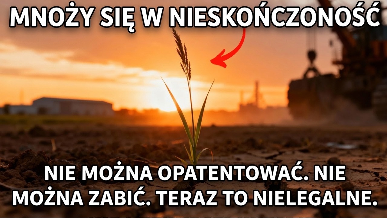 Superfood zamieniony w CHWAST &mdash; dlaczego uprawa tej rośliny jest NIELEGALNA