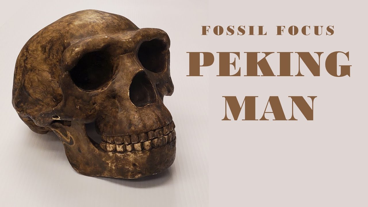 Fossil Focus: Peking Man