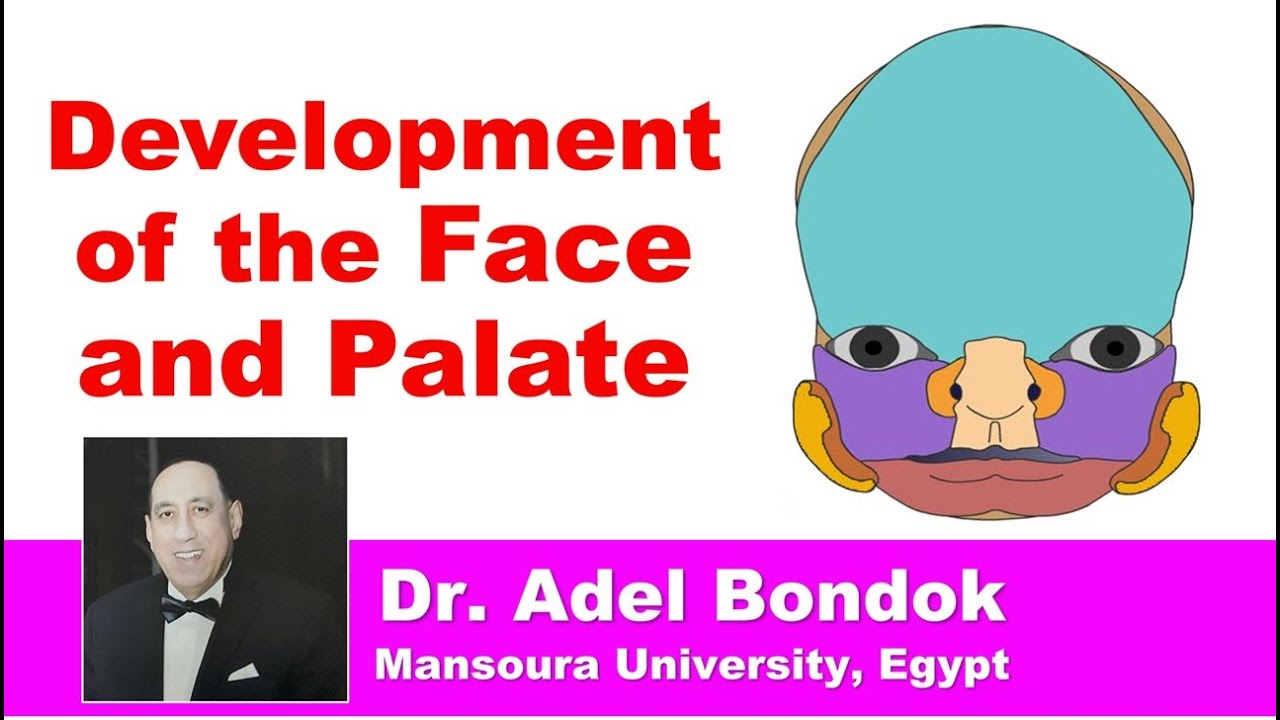 Development and Anomalies of the Face and Palate, Dr Adel Bondok
