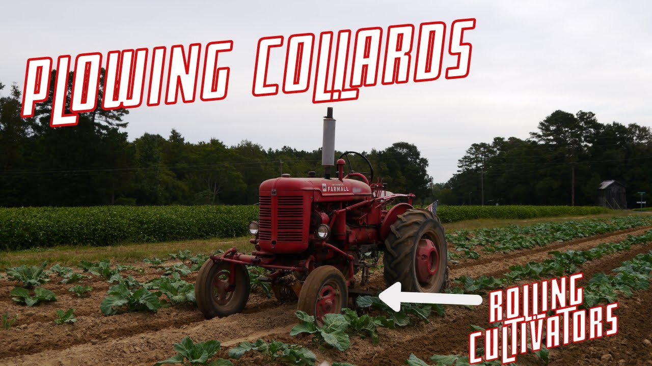 Super A Farmall Plowing Collards with Rolling Cultivators - Bullard Farms