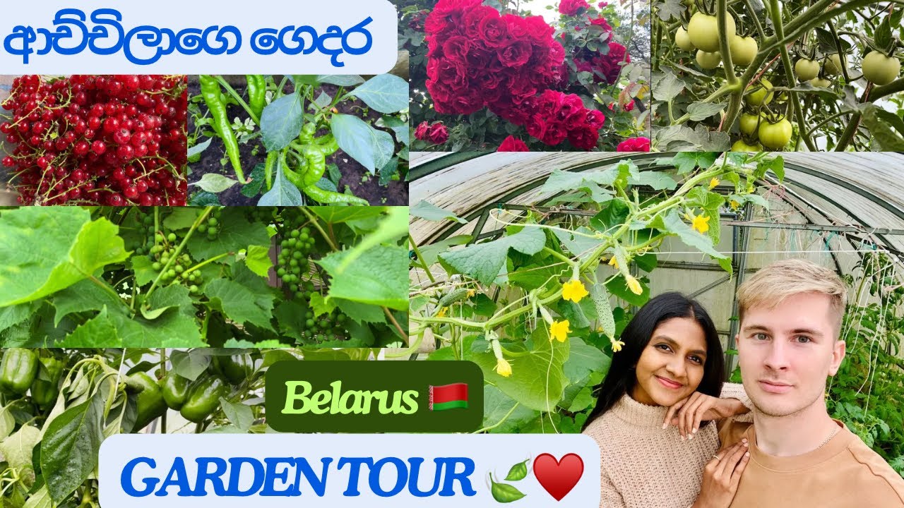 ආච්චිලාගේ ගෙදර GARDEN TOUR 🍃♥️Country house in Belarus 🇧🇾 ♥️ #sinhala #srilanka #couple #vlog