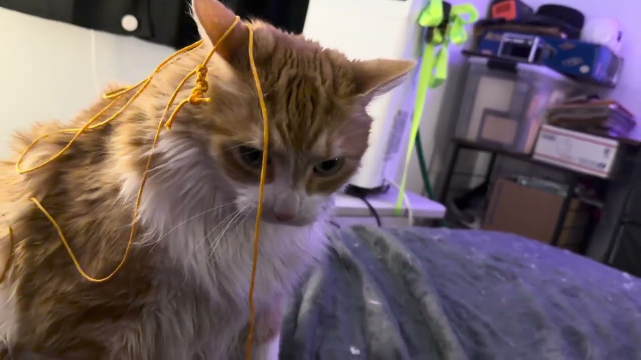 Play Time with Dexter 😸 #cats #catvideos #pet #shorts