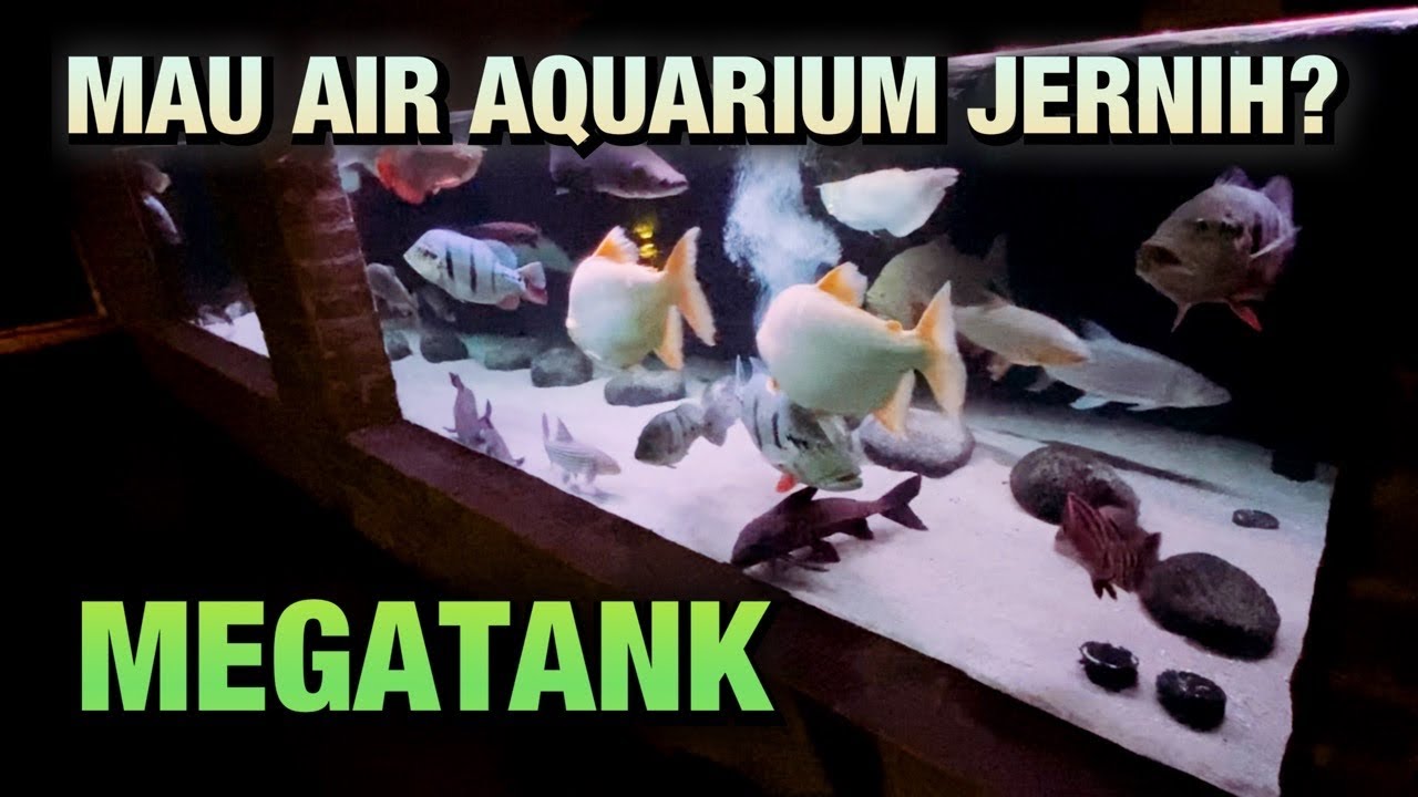 MAU AIR AQUARIUM SUPER JERNIH ? FILTRASI MEGATANK IKAN HIAS / PREDATOR