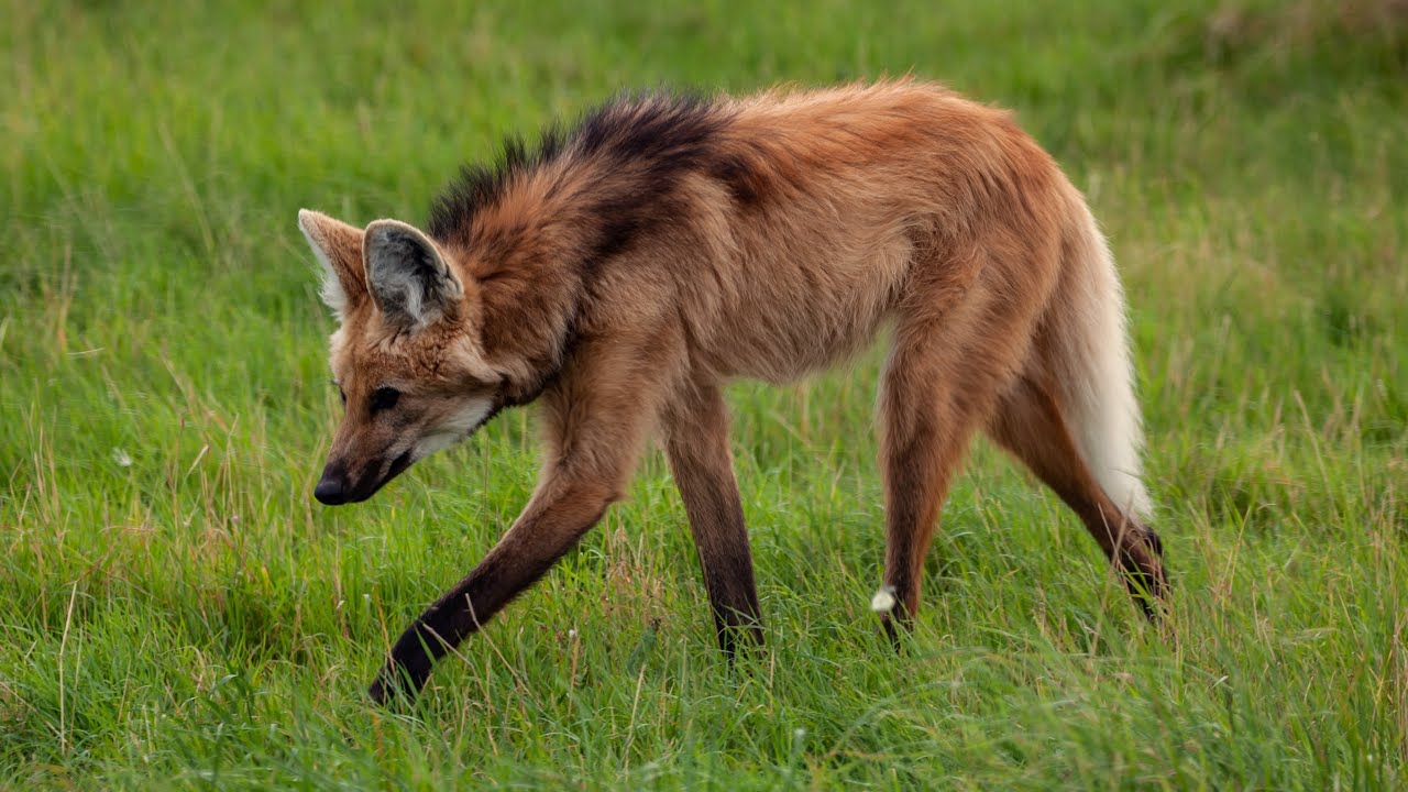 The Maned Wolf | A Brief Overview