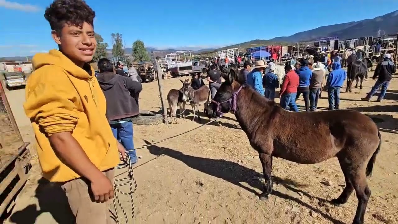 Plaza ganadera san miguel etla oaxaca caballos burros mulas Toros Vacas y mas 22/01/2025