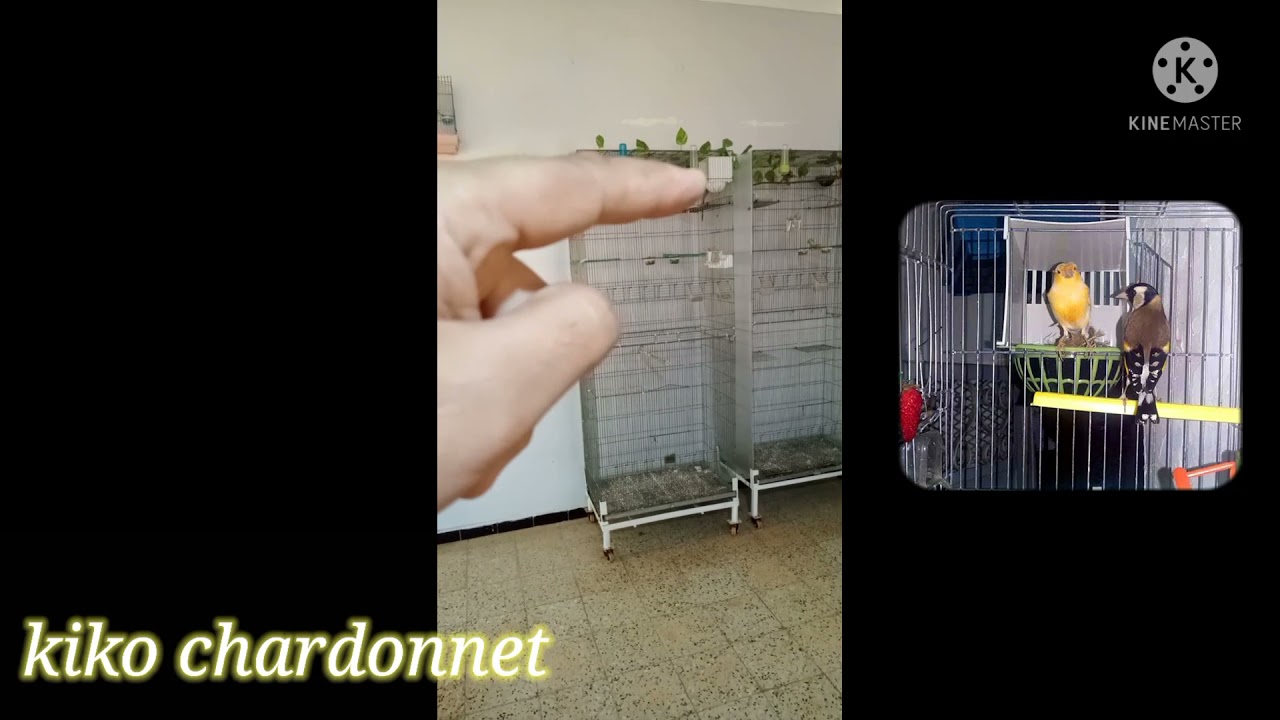 Chardonneret (Boxe d'élevage),❤️