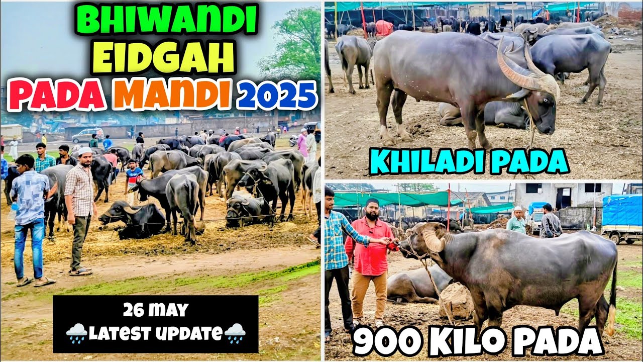 BHIWANDI EIDGAH PADA MANDI 2025 LATEST UPDATE 🌧️ | 26th May 2025
