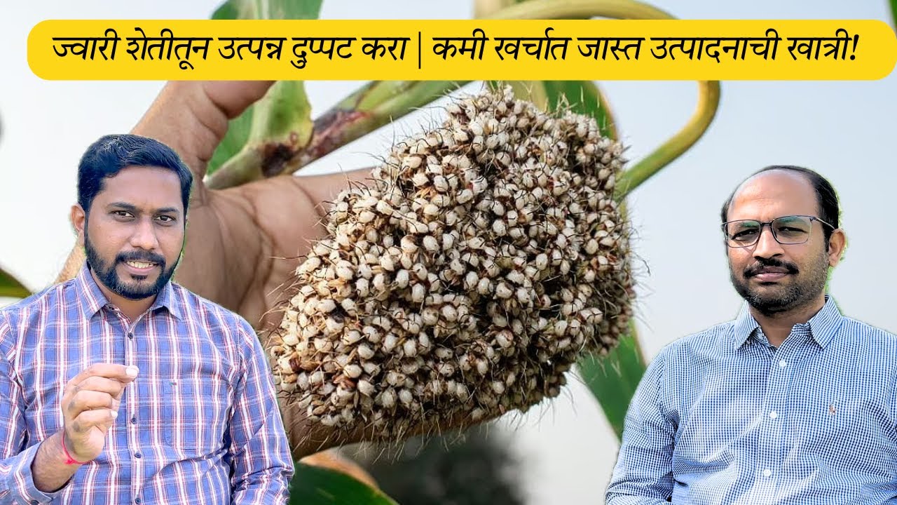 ज्वारी शेतीतून उत्पन्न दुप्पट करा | कमी खर्चात जास्त उत्पादनाची खात्री! 