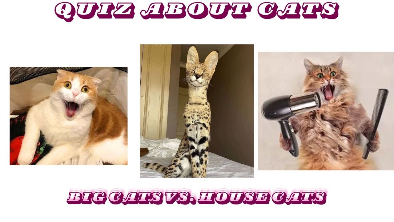 Big Cats vs. House Cats – Comparing lions, tigers, and domestic cats.