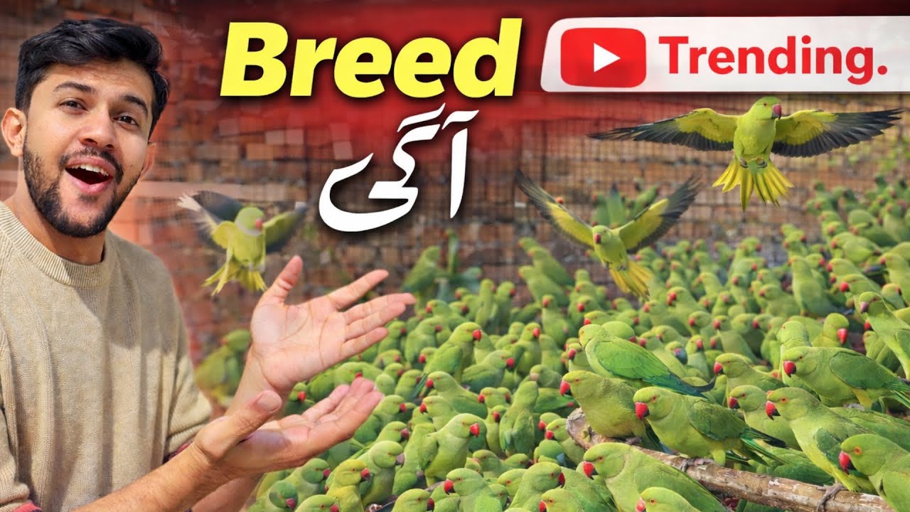Ringneck Parrot Breeding in Pakistan | Legal & Practical Guide