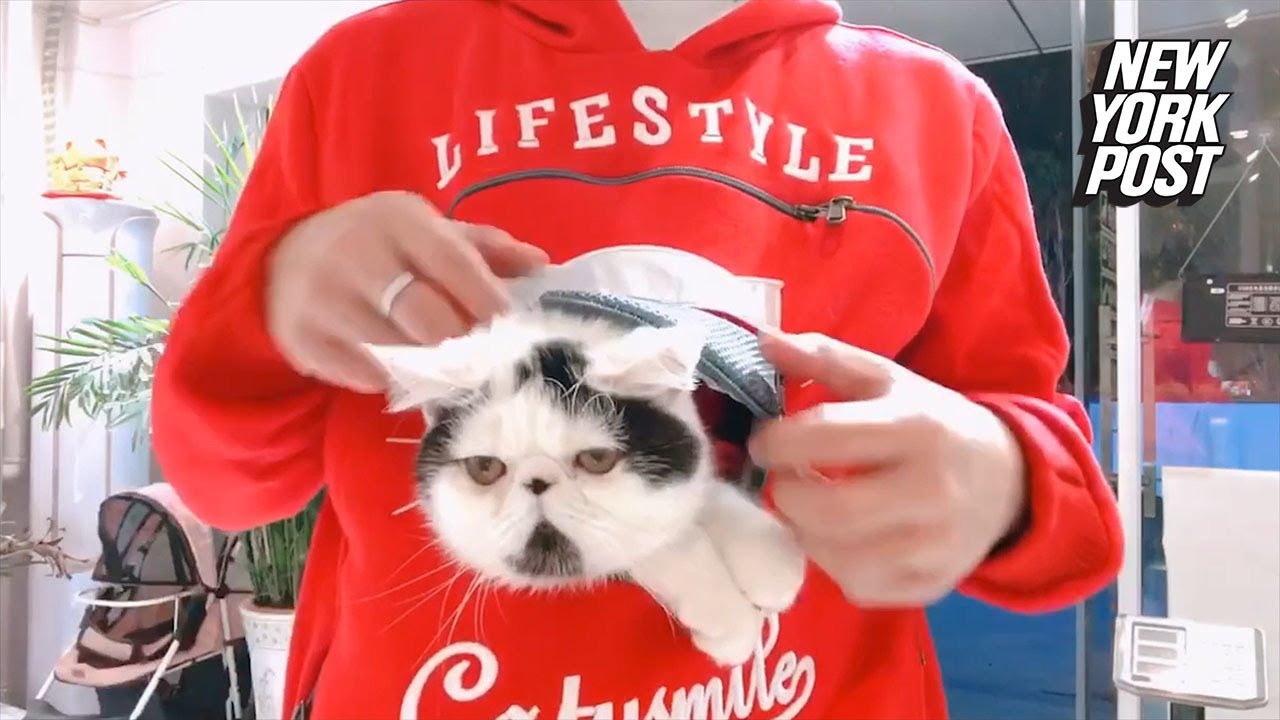 Hoodie Has a Pouch For Your Cat | New York Post
