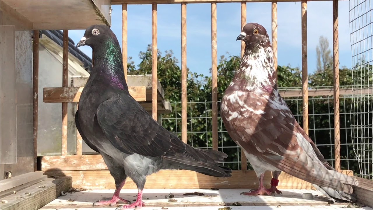 Kaftar Irani . Perzische Hoghfliegers. Iranian highflyers soror Holland/Netherlands. Iranian Pigeons
