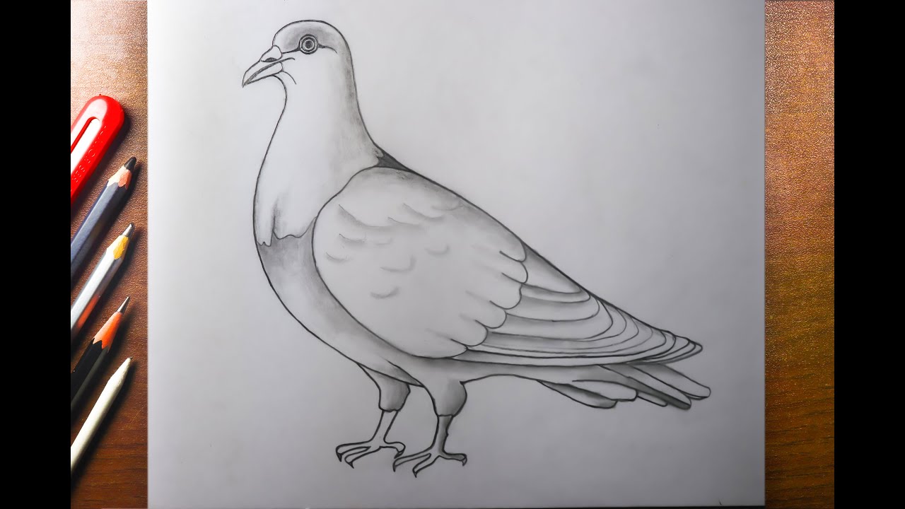 Pigeon bird Drawing in easy, Dove drawing very easy, Pigeon drawing step by step, bird drawing easy