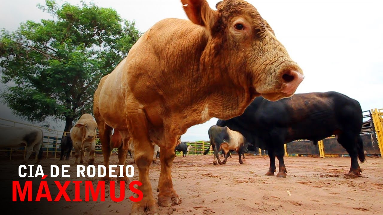 Fazenda dos Touros de Rodeio da Cia. Máximus