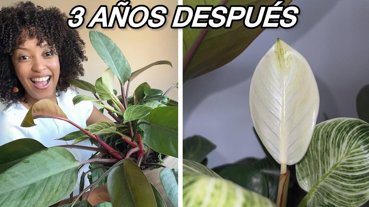 ¡POR FIN! Mi philodendron BIRKIN WHITE WAVE sacó una hoja blanca después de 3 años ¿Bueno o malo?