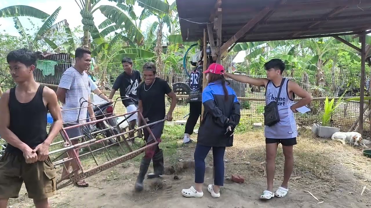 Benta baboy 1