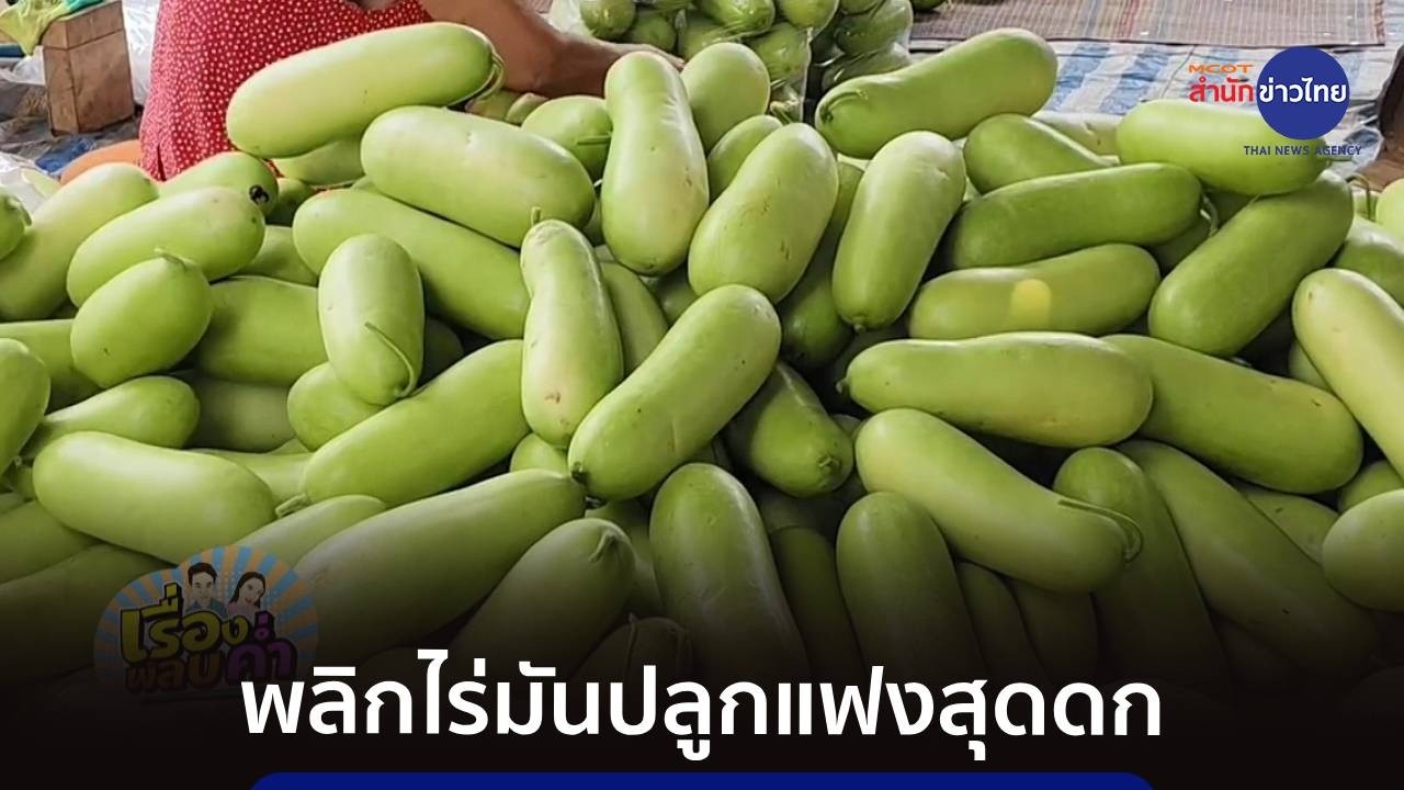 ไถทิ้งไร่มัน หันมาปลูกแฟง 14 ไร่ ผลผลิตกว่า 100 ตัน