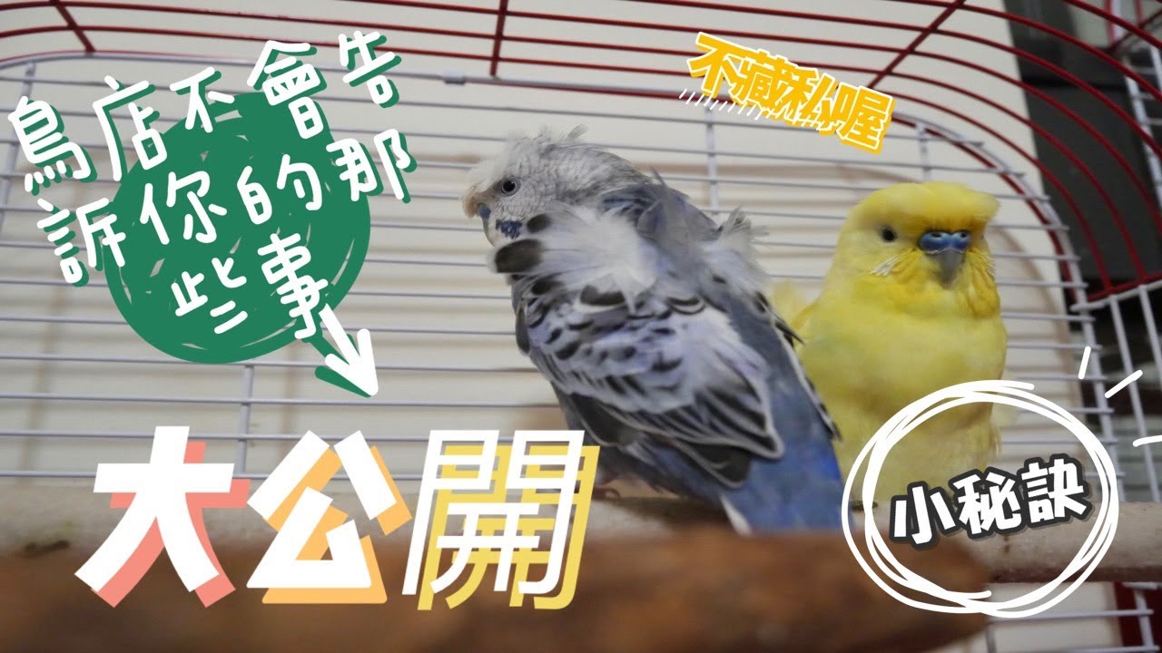 【屈原之天下鳥事】鳥店買鳥不會告訴你的那些事!大公開Those things that bird shops won’t tell you about buying birds!