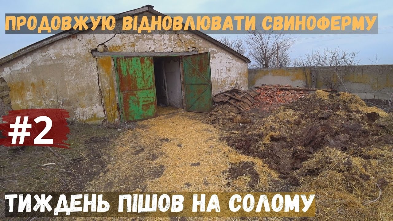 ❗ Реконструкція старої ферми під свиноматок 🏗️ Тиждень виносив солому. Частина 2