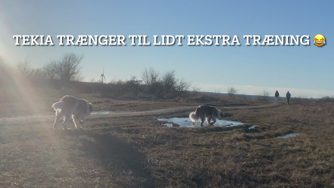 Lyngh&oslash;js&oslash;erne hundeskov video