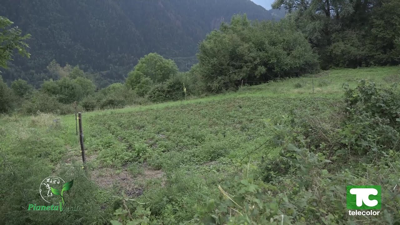Pianeta Verde: agricoltura sostenibile: l'esempio del biodistretto della Valle Camonica