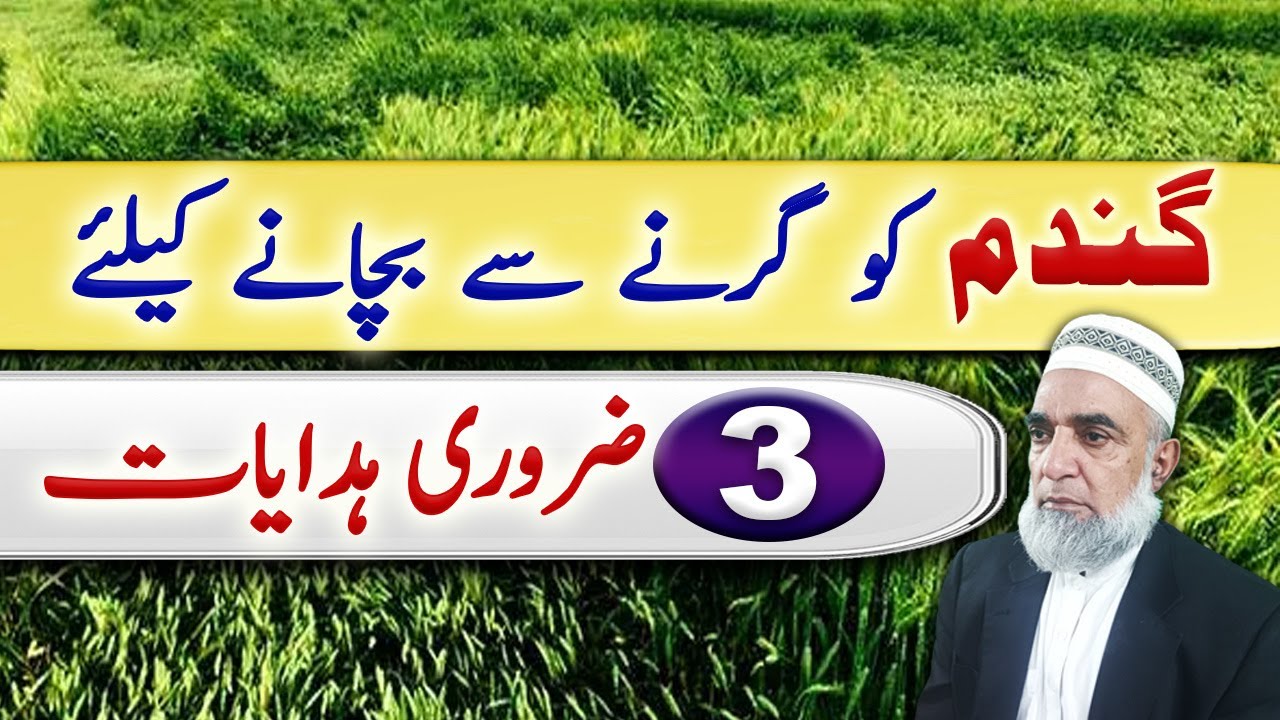 How to Avoid the Lodging of Wheat Crop || Crop Reformer