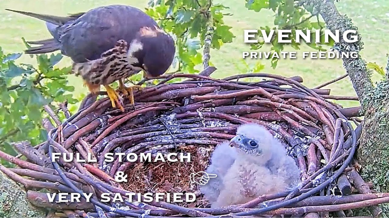 #129🦅Falcon Nest❷ Dorset Hobby Camera Live 2024