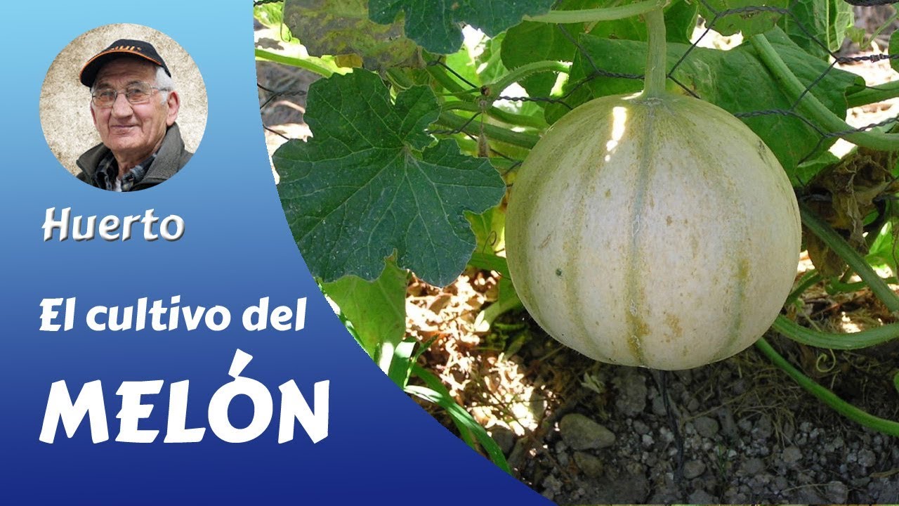 MELÓN FRANCÉS: Como producir del melón francés.