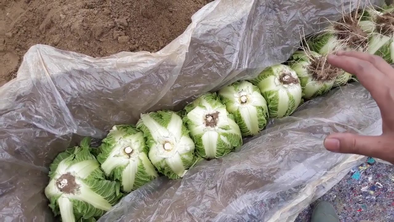 배추보관법 간편 보관법에서 땅에 묻는 완벽한 보관방법까지