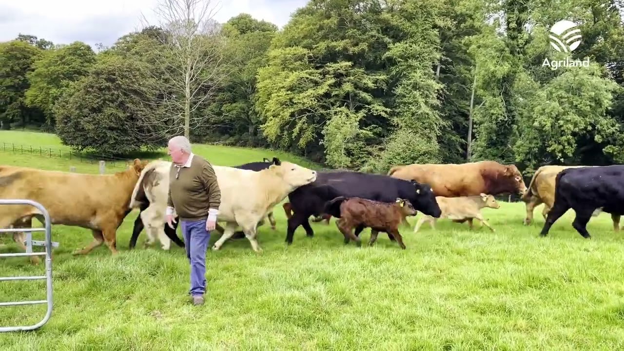 From furnishing cruise-ships to breeding beef cattle in Ballyward