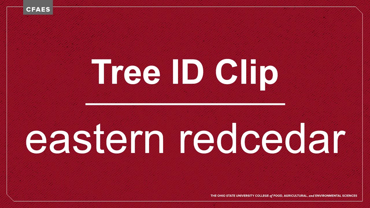 Tree ID Clip: eastern redcedar