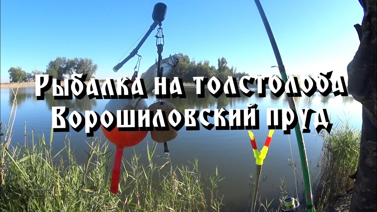 Рыбалка на толстолоба. В конце сентября. Ворошиловский пруд.