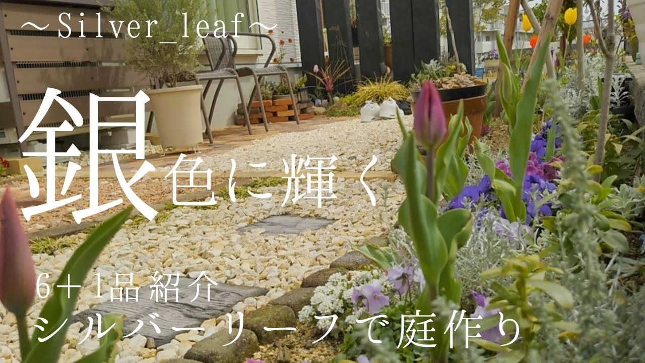 【ガーデニングvlog】オススメのシルバーリーフ6品＋1品/庭が更に素敵になる神秘的な植物♪