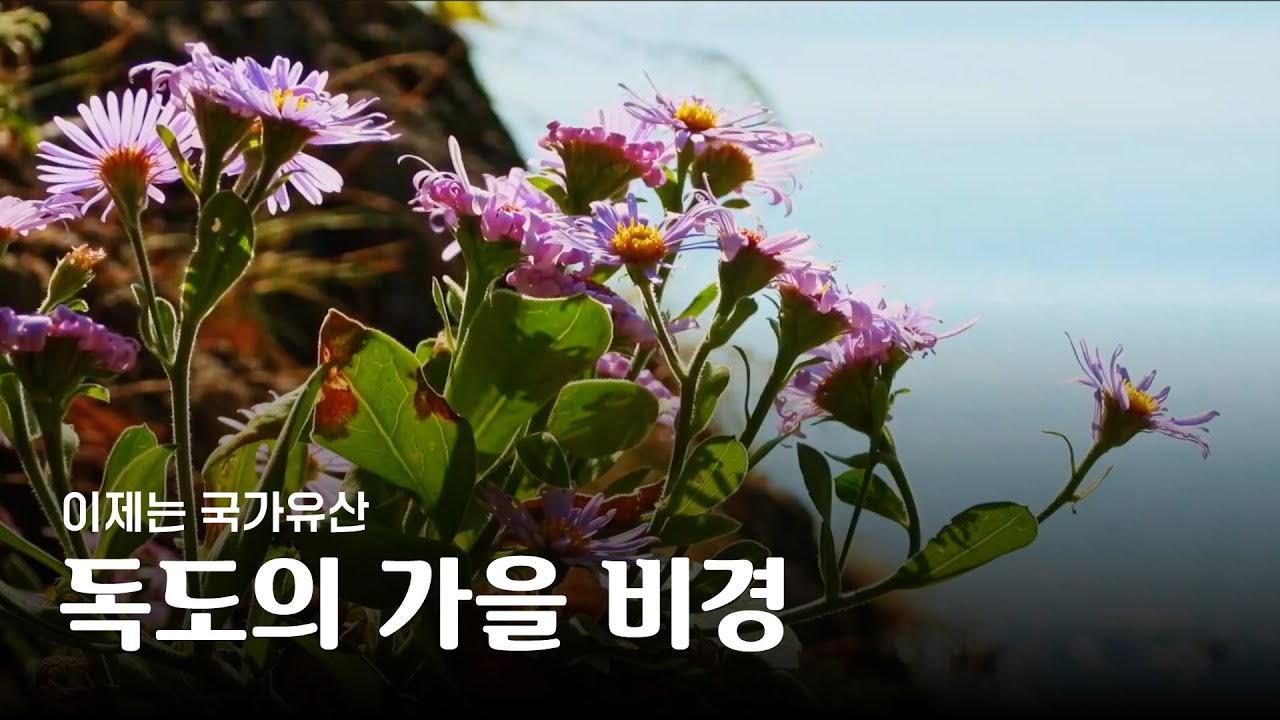 독도에 찾아온 가을🍁 [이제는 국가유산]