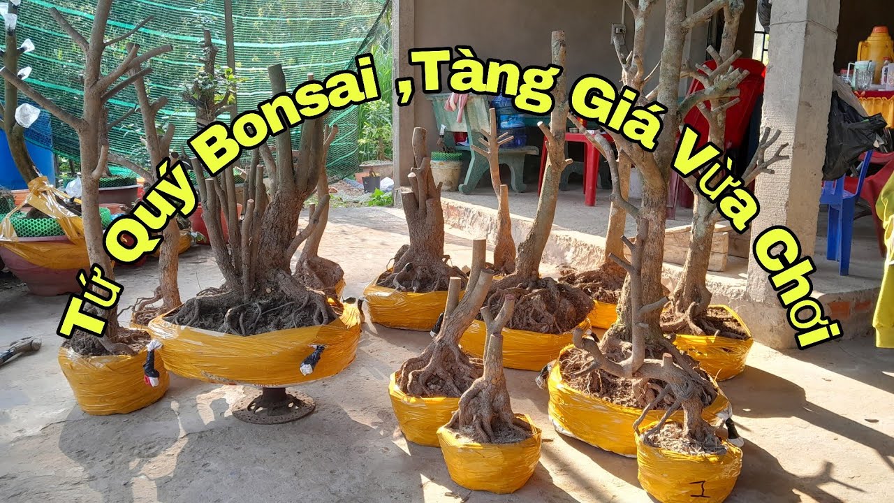 Gl Tứ Quý Bonsai ,Tàng  Giá Vừa Chơi 9/3lhê:0767049259Trung #Trung Mai Vàng Chợ Gạo