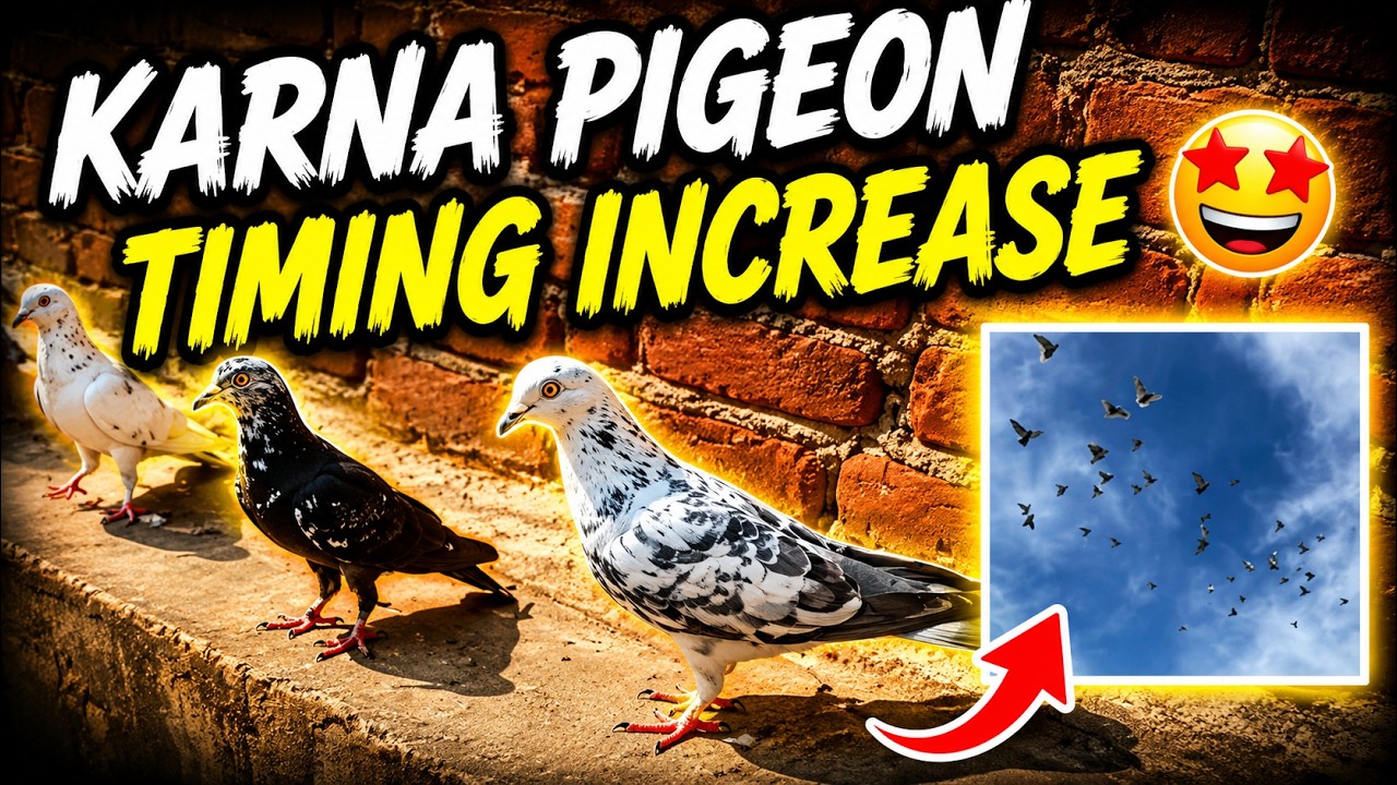 Karna pigeon how to increase the flying time 💥 || backflip training karna pura ✨ || roller pigeon