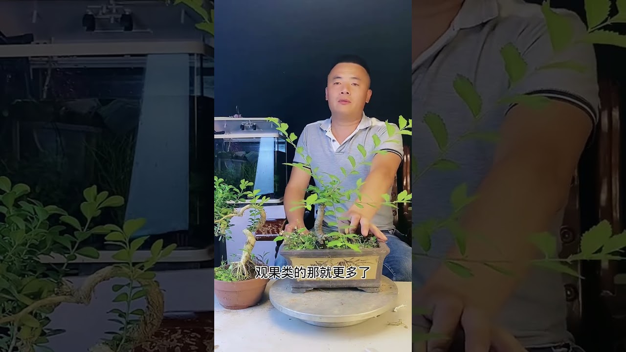 #分享养花经验 #养护 #养花小知识 每天分享盆景小知识