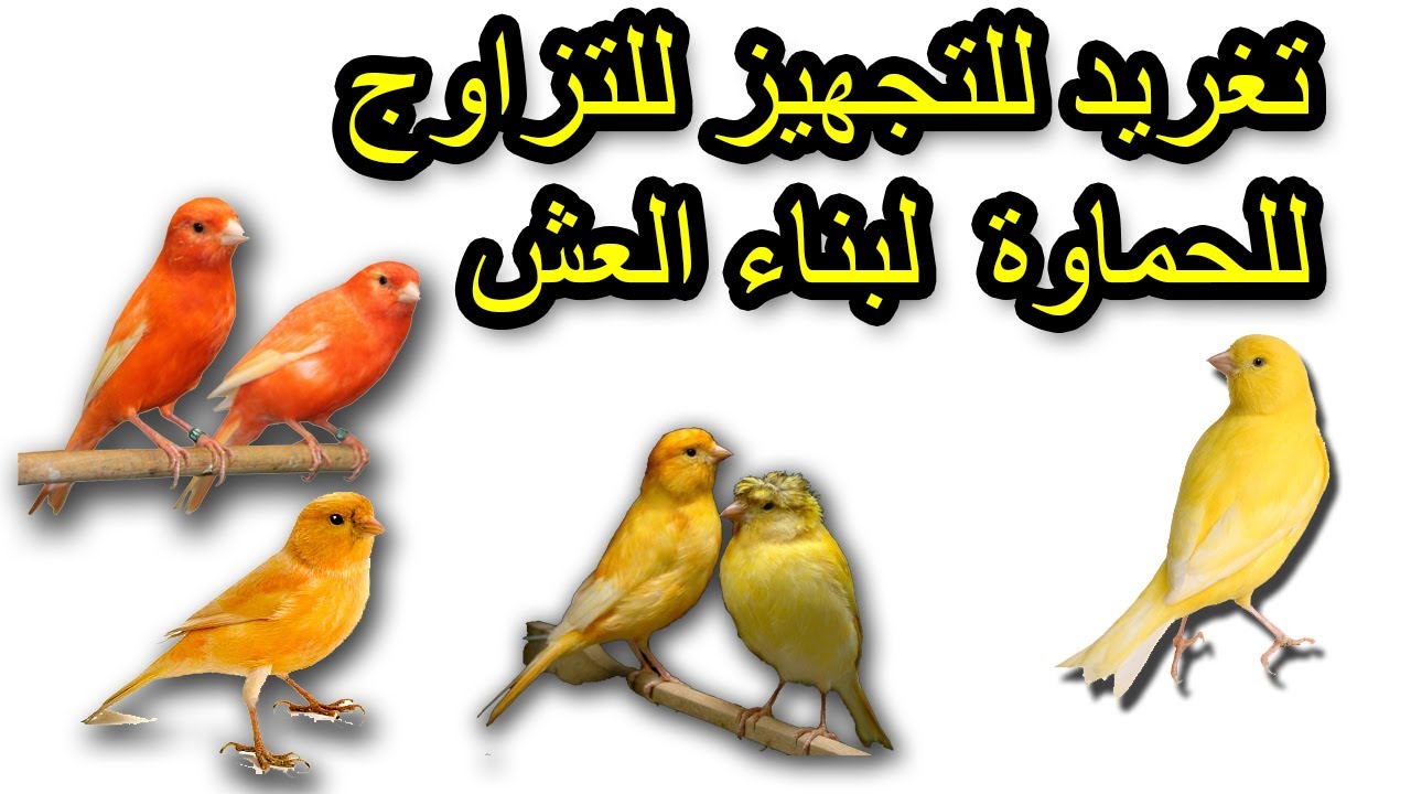 أقوى تغريد للتجهيز ،  للتزاوج ، للحماوة ، لبناء العش لن تجد له مثيل على الإطلاق