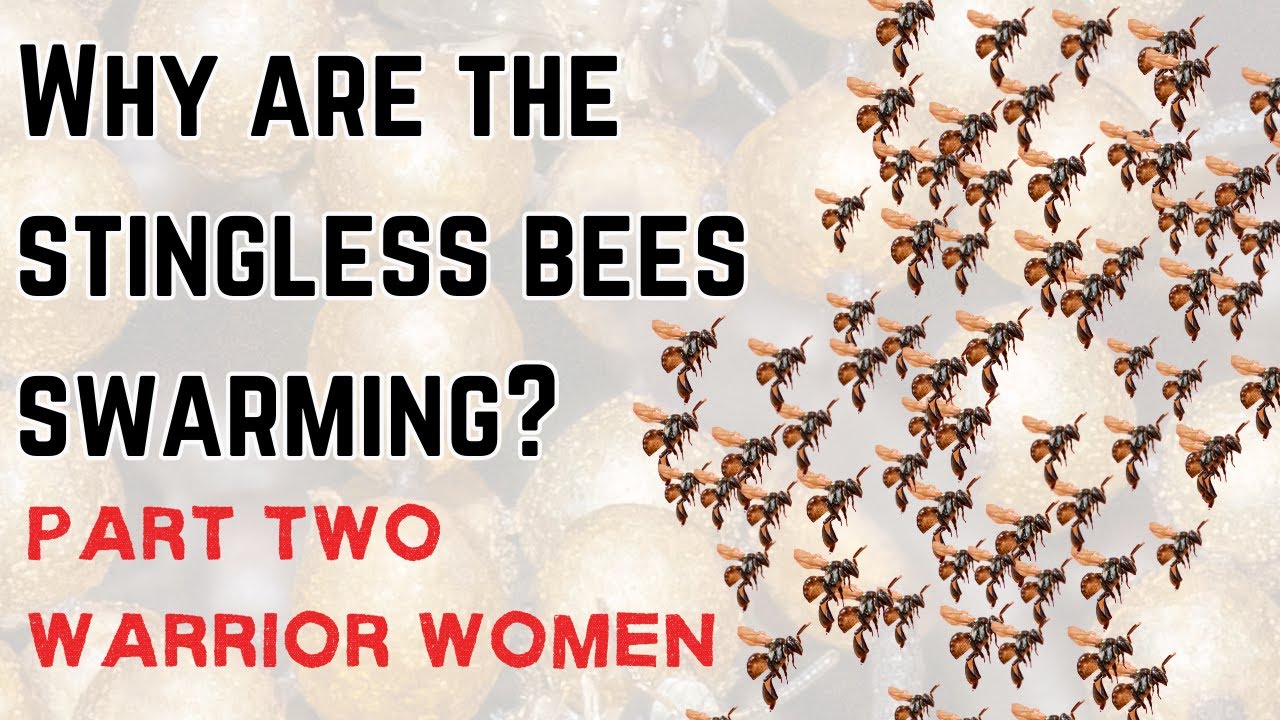 Unveiling the mystery of stingless bee swarms part 2 #tetragonula #australia #swarm