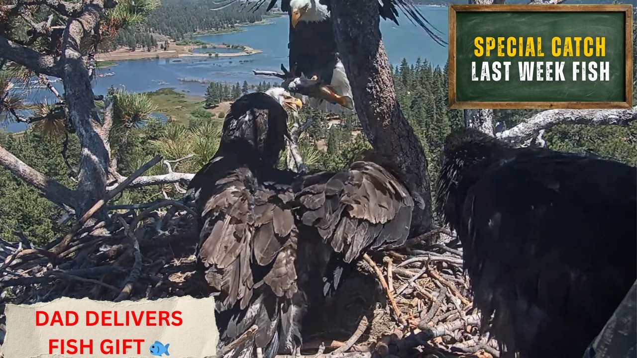 One of Shadow's Last Fish Gifts? 🐟 Feeding His Eaglets Before First Flight | Big Bear Eagles 2026