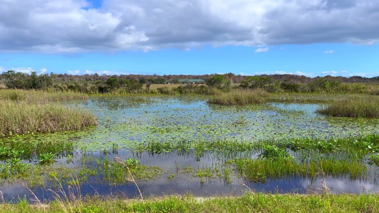 Swamp Sounds 🐊 Grassy swamp nature ambiance 🪷 Relaxing frog sounds & cricket sounds with light wind