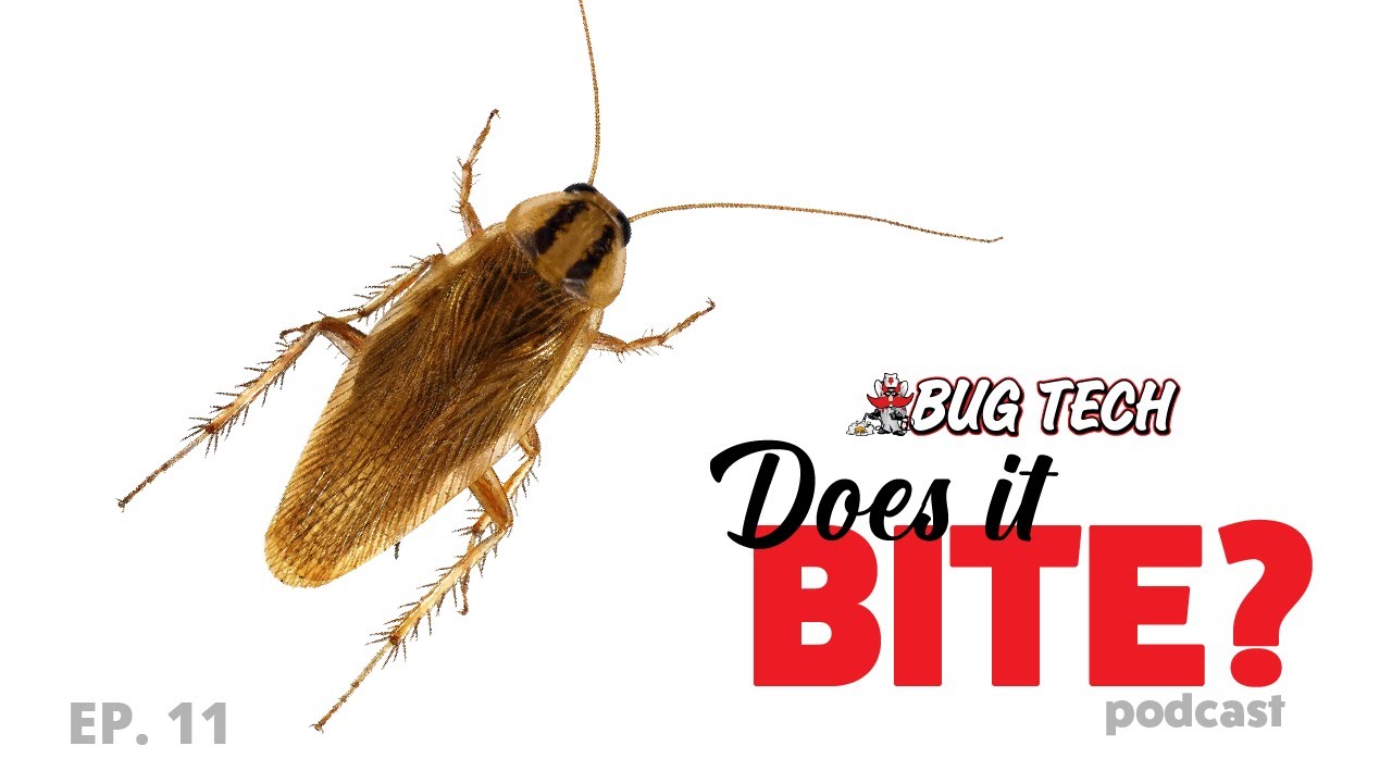 The Dangers of German Cockroaches in Your Home - Episode 11