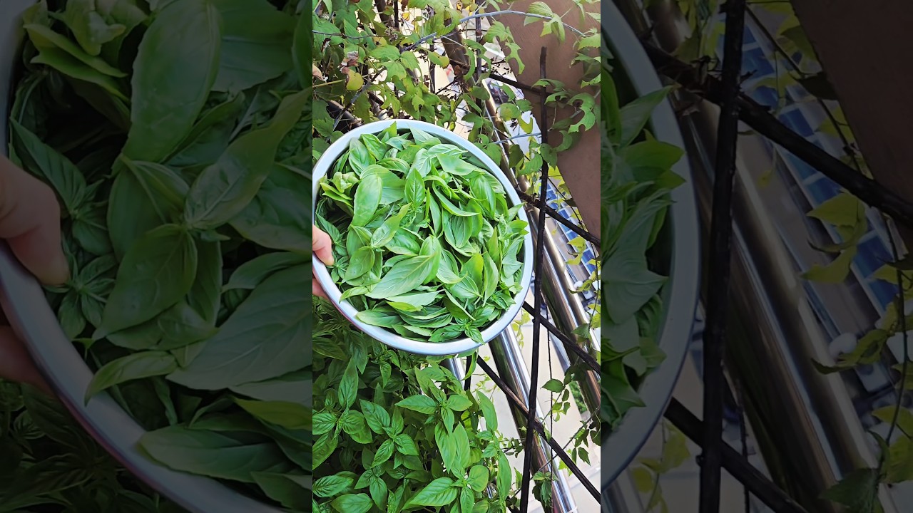 7월 말에 #바질 수확 #basil for #pesto