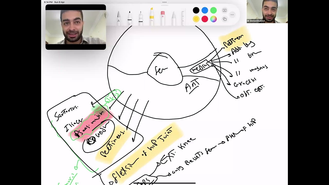 Anatomy lower limb (GOLD REVISION)