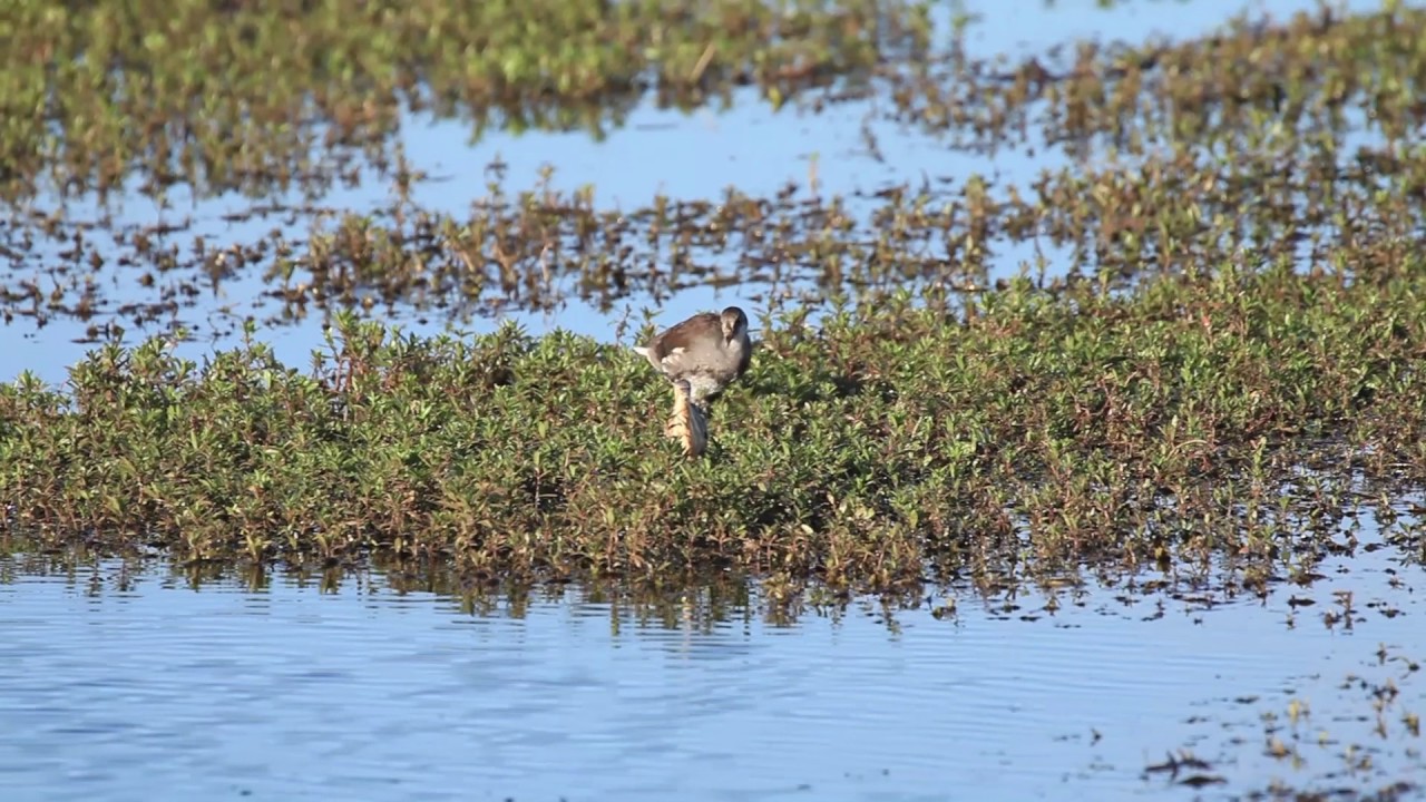 Marsh Bird Morning